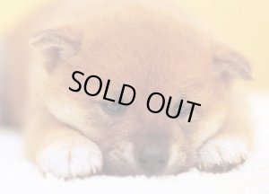 画像1: ★31%off★108ピースジグソーパズル なごみ中・・・  エポック社 01-035 (18.2×25.7cm) (1)