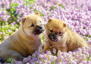 画像1: ■108ピースジグソーパズル ひなたぼっこ犬  エポック社 01-073 (18.2×25.7cm) (1)