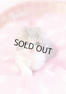 画像1: ★31%off★108ピースジグソーパズル つぶらなひとみ  エポック社 01-074 (18.2×25.7cm) (1)