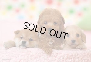 画像1: ★31％off★300ピースジグソーパズル 僕たちともだち（トイ・プードル＆ダックス＆柴犬）  やのまん 03-873 (26×38cm) (1)
