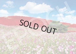 画像1: ★31％off★500ピースジグソーパズル コスモス輝く秋色の丘-茨城  エポック社 05-207s (38×53cm) (1)