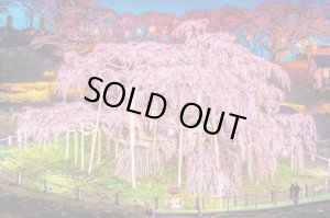 画像1: ★31％off★1000ピースジグソーパズル 三春の滝桜-福島  エポック社 09-058s (50×75cm) (1)
