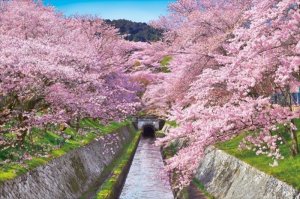 画像1: ■1000ピースジグソーパズル 桜咲く琵琶湖疎水-滋賀  エポック社 10-788 (50×75cm) (1)