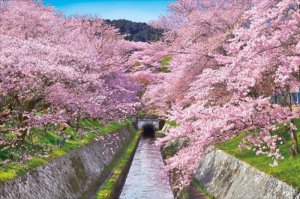 画像1: ■1000ピースジグソーパズル 桜咲く琵琶湖疎水-滋賀 《カタログ落ち商品》 エポック社 10-788 (50×75cm) (1)