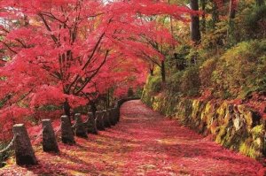 画像1: ■2016ベリースモールピースジグソーパズル 吉野山の紅葉景-奈良  エポック社 23-607s (50×75cm) (1)