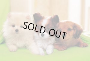 画像1: ■300ピースジグソーパズル わん わん わんこ  エポック社 25-038S (26×38cm) (1)