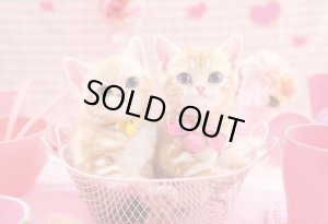 画像1: ★31％off★300ピースジグソーパズル ももいろにゃんこ  エポック社 25-164 (26×38cm) (1)