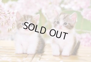 画像1: ★31％off★300ピースジグソーパズル おすわりこねこにゃん  エポック社 25-183 (26×38cm) (1)