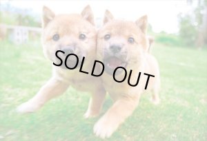 画像1: ★31%off★300ピースジグソーパズル ほほをよせて  エポック社 26-354s (26×38cm) (1)