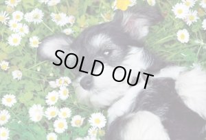 画像1: ★31%off★300ピースジグソーパズル おはなばたけでつかまえて  エポック社 28-828s (26×38cm) (1)