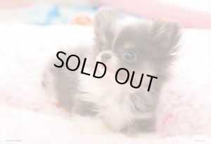 画像1: ★31％off★300ピースジグソーパズル チワワなボク  ビバリー 300-008 (26×38cm) (1)