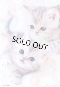 画像1: ★31%off★300ピースジグソーパズル ふんわりにゃん  ビバリー 300-035 (26×38cm) (1)