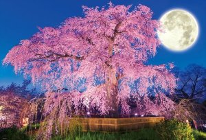 画像1: ■1000ピースジグソーパズル 円山公園の夜桜 《廃番商品》 ビバリー 51-227 (49×72cm) (1)