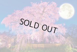 画像1: ■1000ピースジグソーパズル 円山公園の夜桜 《廃番商品》 ビバリー 51-227 (49×72cm) (1)