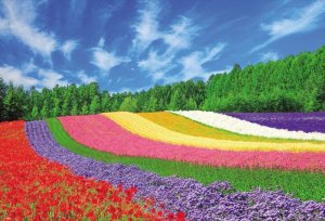 画像1: ■1000ピースジグソーパズル 富良野の花咲く丘 《廃番商品》 ビバリー 51-244 (49×72cm) (1)