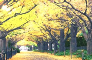 画像1: ■1000ピースジグソーパズル 黄金色の散歩道-東京 《廃番商品》 エポック社 10-734 (50×75cm) (1)