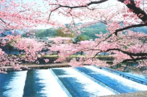 画像1: ◆希少品◆1000ピースジグソーパズル 宇治川の流れと桜-京都 《廃番商品》 エポック社 10-740 (50×75cm) (1)