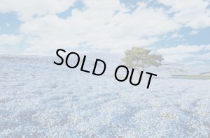 画像1: ■1000ピースジグソーパズル ネモフィラの咲く丘-茨城 《廃番商品》 エポック社 10-763 (50×75cm) (1)