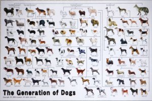 画像1: ★31％off★1000ピースジグソーパズル 犬の系統図  エポック社 11-372 (50×75cm) (1)