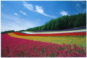 画像1: ■1000ピースジグソーパズル 富良野の花畑（北海道） 《廃番商品》 ロード RS-13-279 (50×75cm) (1)