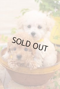 画像1: ★31％off★300ピースジグソーパズル ふたりがいいね  ビバリー P33-193 (26×38cm) (1)