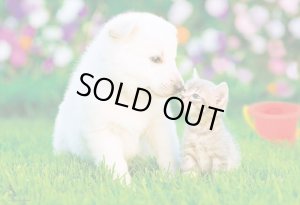 画像1: ★31%off★300ピースジグソーパズル 大好きの気持ち  ビバリー P33-198 (26×38cm) (1)