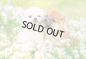画像1: ★31％off★300ピースジグソーパズル 初恋わんこ  ビバリー P33-205 (26×38cm) (1)